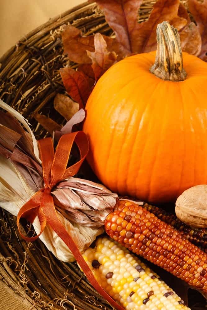 Fall harvest decorations of a pumpkin and corn cobs