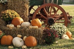 A colorful fall pumpkin display.