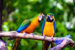 Two parrots talking to each other.