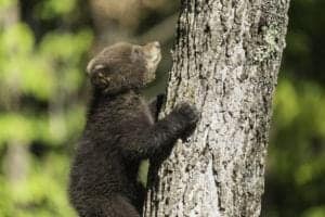 A black bear cub climbing a tree.