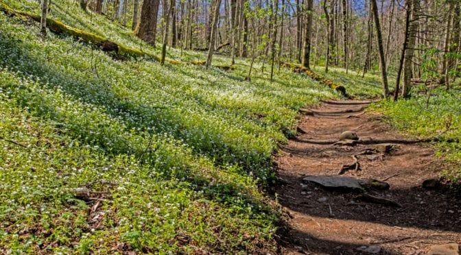 Top 5 Less-Crowded Hiking Trails in the Smoky Mountains
