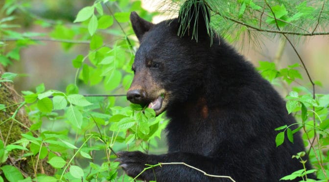Top 5 Places to See Black Bears in the Smoky Mountains