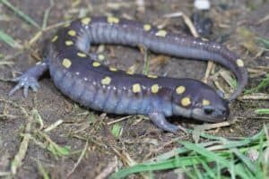picture of salamander